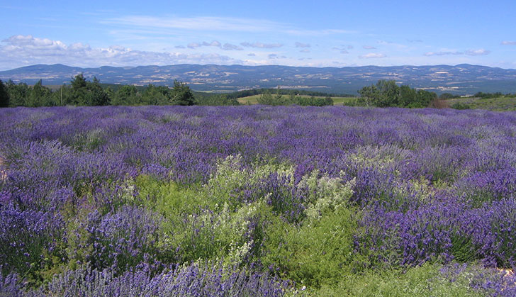 French Lavender field, SAPAD France